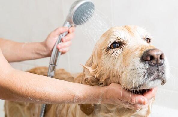 狗狗、猫咪打疫苗前后能洗澡吗