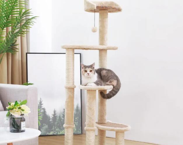 猫不喜欢猫爬架怎么办