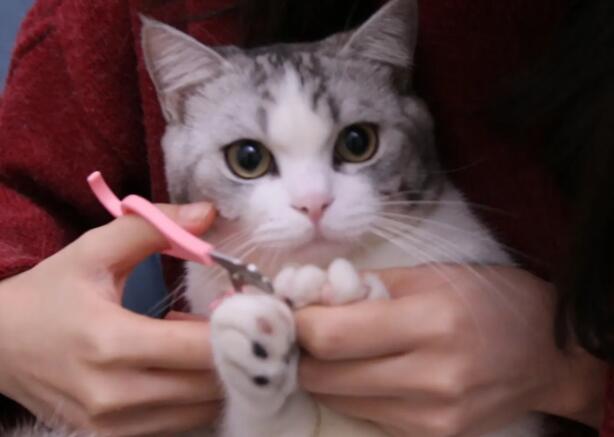 怎么给猫咪剪指甲