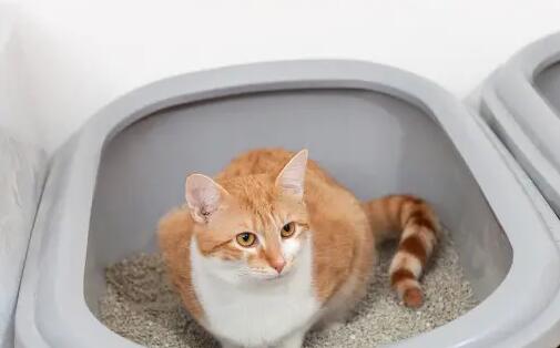 怎么清理猫砂盆
