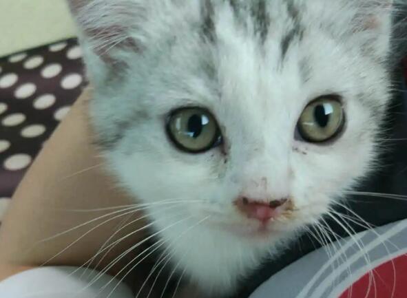 如何预防猫鼻支