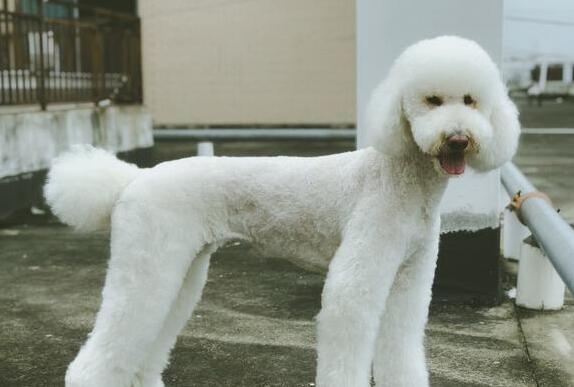 贵宾犬怕冷吗