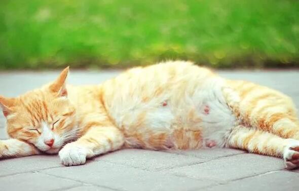 猫生孩子要多久