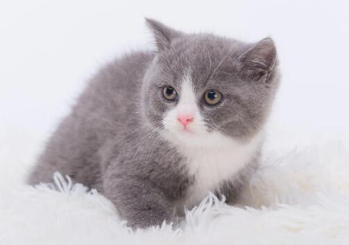 猫怎么看多大