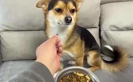 狗狗挑食怎么办