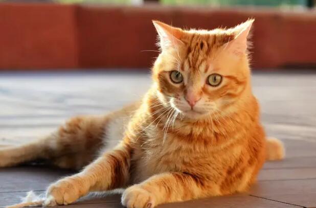 橘猫爱叫吗
