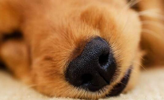 狗狗磨鼻子怎么回事