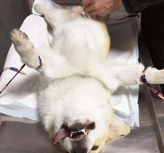 狗狗什么时候绝育最好