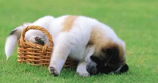 小狗不睡觉老哼唧