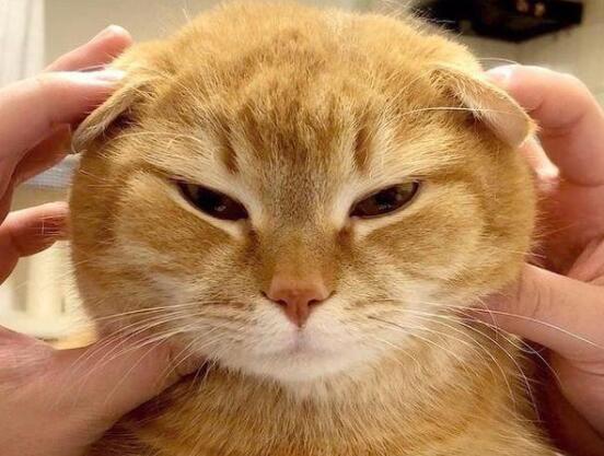 养猫臭吗