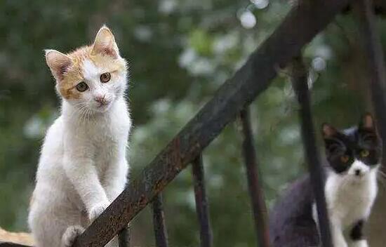猫走丢了会自己回家吗