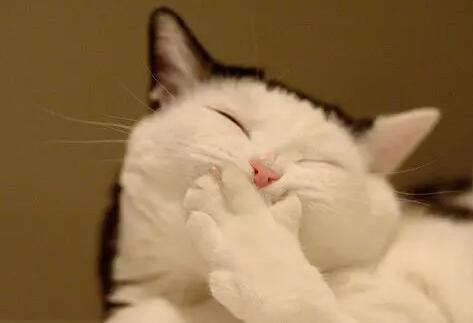 怎么让猫咪开心