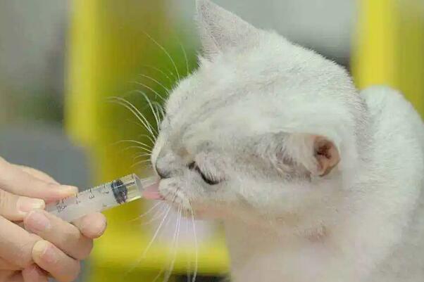 猫不肯吃药怎么办