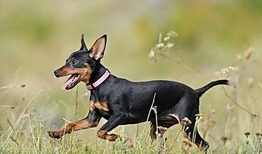 迷你杜宾犬咬人吗