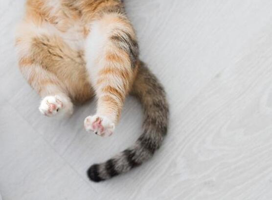 猫咪四肢僵硬