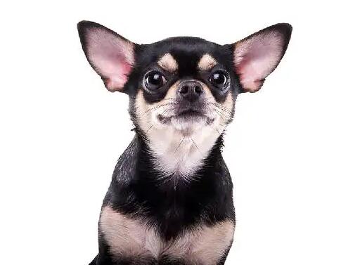 长毛吉娃娃的美容护理方法