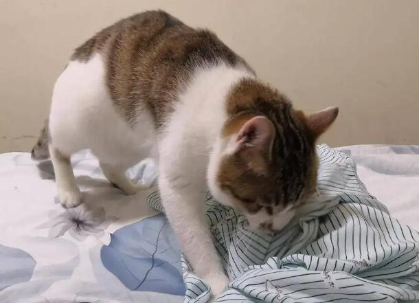 猫咪都会踩奶吗