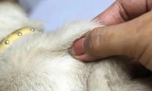 猫咪滴虫能彻底治愈吗