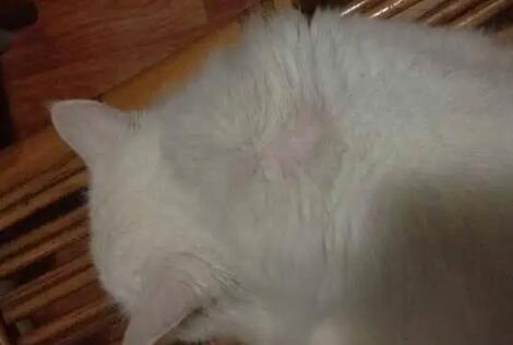 猫咪滴虫怎么治疗