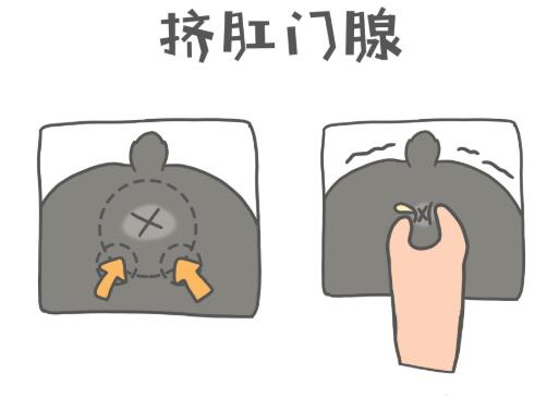 怎么给狗狗挤肛门腺