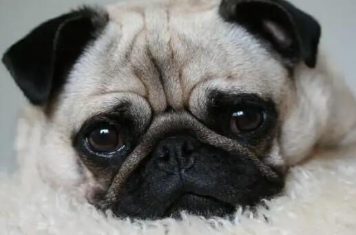 狗狗性情大变是怎么回事