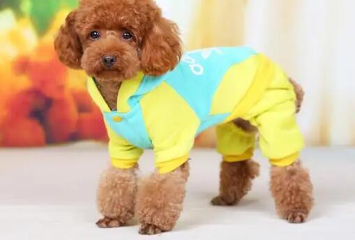 狗狗需要穿衣服吗