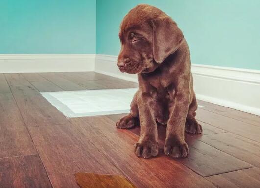 怎么训练狗狗定点大小便