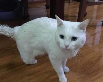 公猫绝育的最佳时间