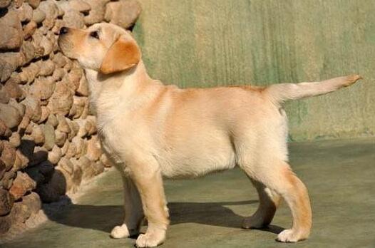 狗狗滴尿是怎么回事