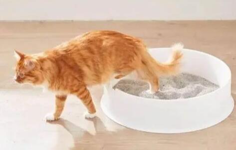 猫咪尿液很黄很浓
