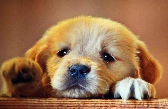 狗狗流眼泪是什么原因 