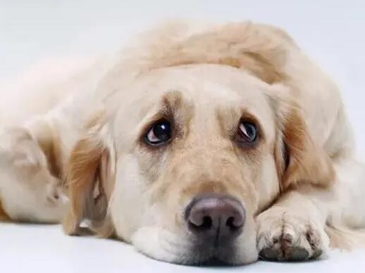 狗狗腹泻怎么办 