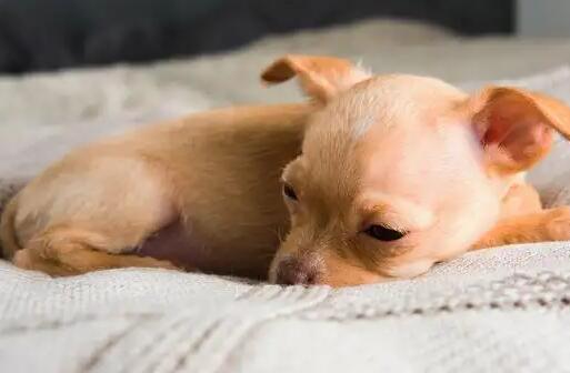 狗狗腹泻吃什么药好得快 