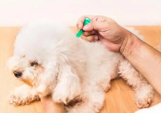狗狗驱虫要禁食吗