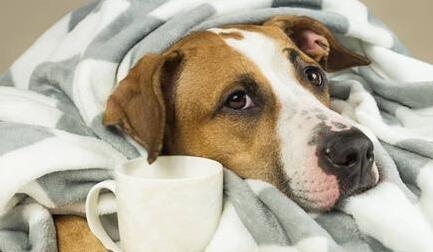 狗狗冠状病毒会传染人吗 