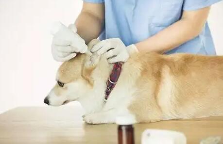 狗狗冠状病毒会自愈吗 