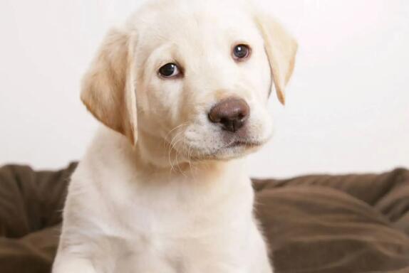 狗狗冠状病毒一般几天能好 