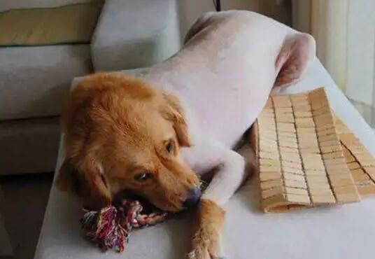 狗狗剃毛多久能长出来
