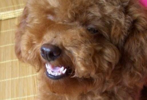 狗狗双排牙怎么办