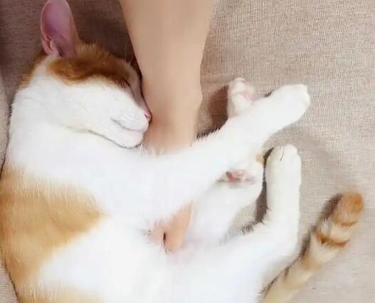 猫咪扑人腿代表什么