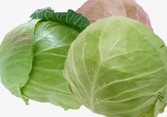 狗狗可以吃包菜吗