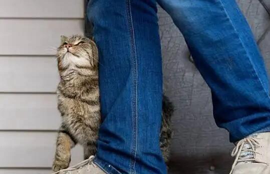 猫咪弓背蹭人是什么原因