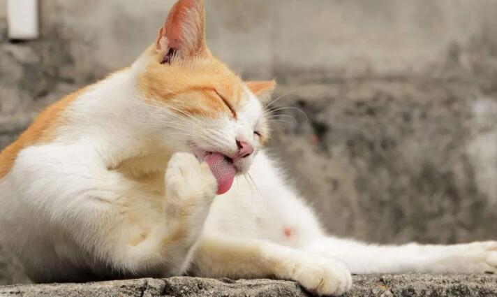 猫咪一直舔自己身上是怎么回事