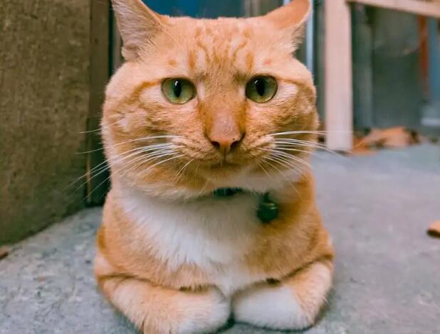 猫揣手手代表什么