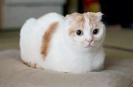 猫咪农民揣代表什么