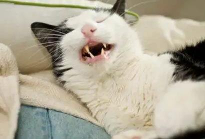 猫咪睡醒了打喷嚏