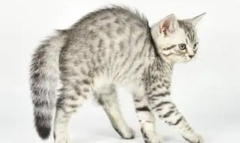 猫咪应激反应怎么缓解 