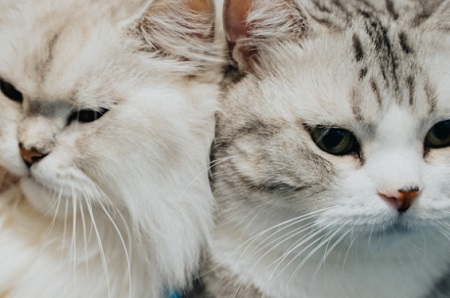 猫流口水是怎么回事？宠物问诊在线咨询