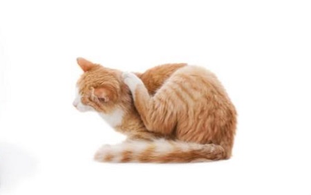 猫不能吃什么东西