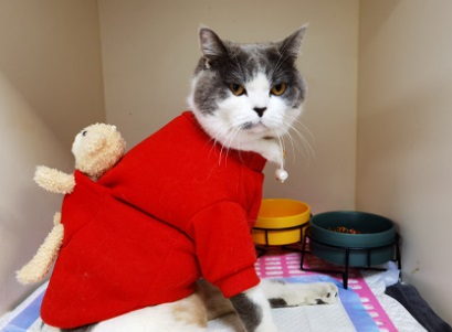 猫得了猫癣怎么办？